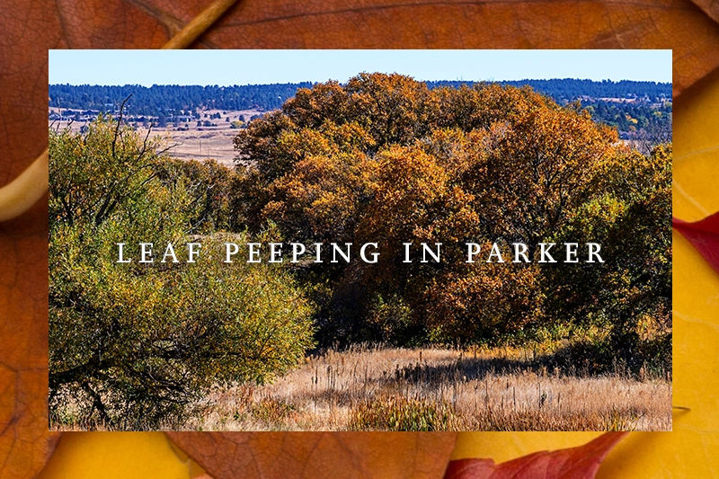 Leaf Peeping in Parker, Colorado | Find your dream home at Looking Glass, a new home community